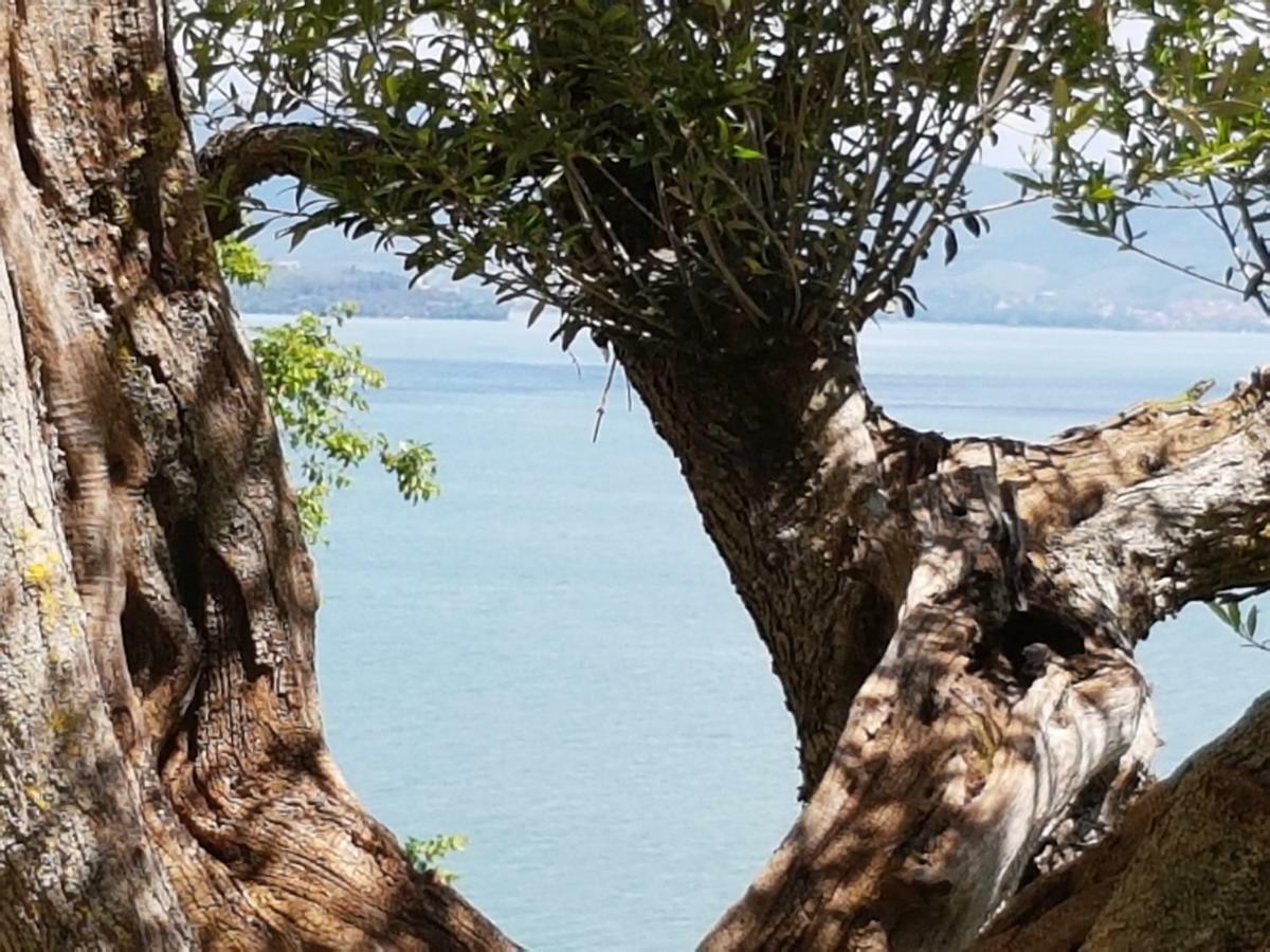 Antica Casa Di Famiglia Hotel Castiglione del Lago Ngoại thất bức ảnh
